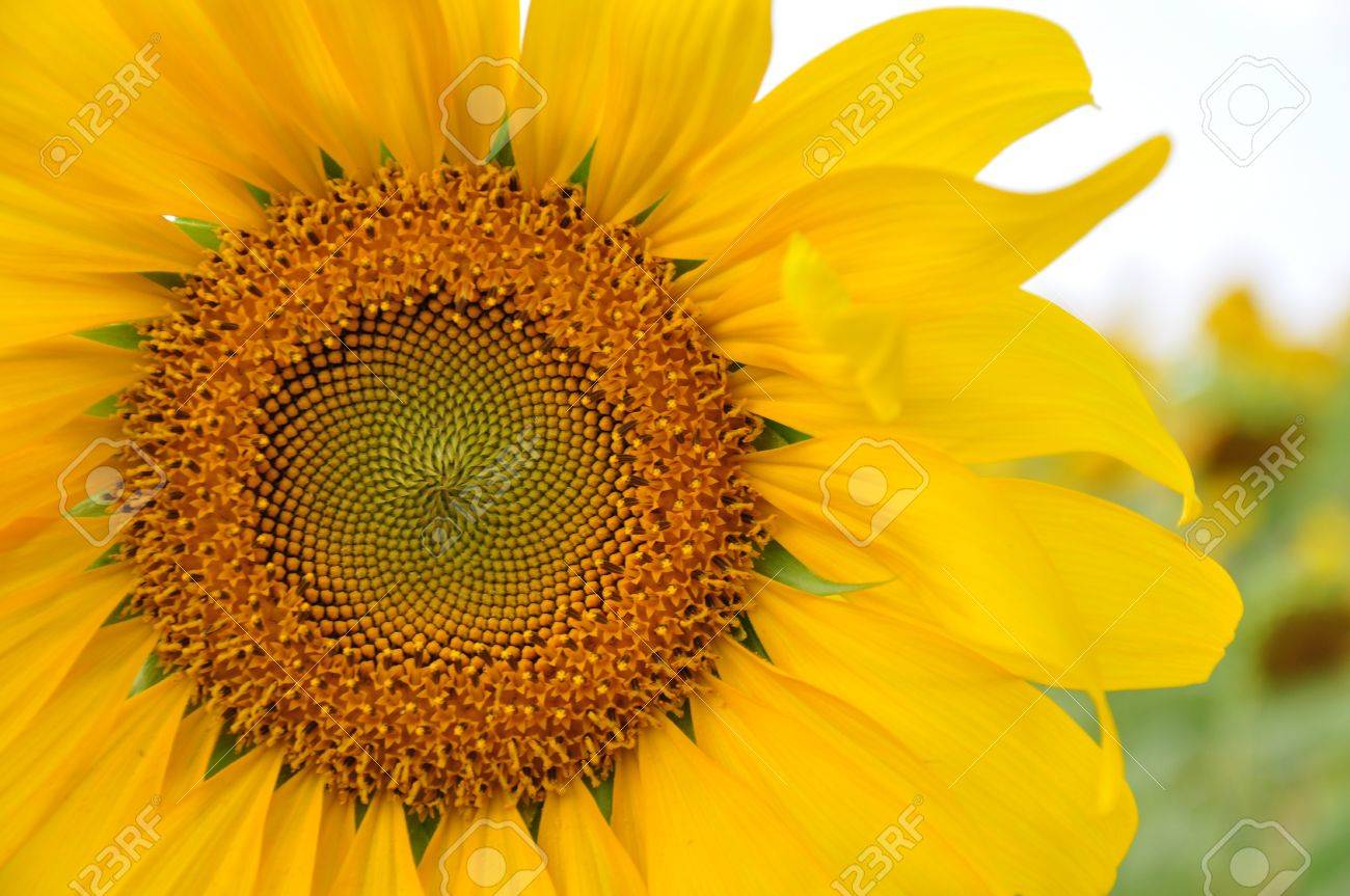 sun flower is the