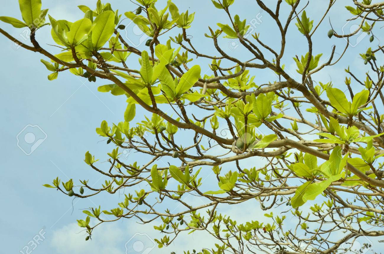 https://previews.123rf.com/images/athapet/athapet1311/athapet131100098/24037256-new-green-leaves-of-tree-in-spring.jpg