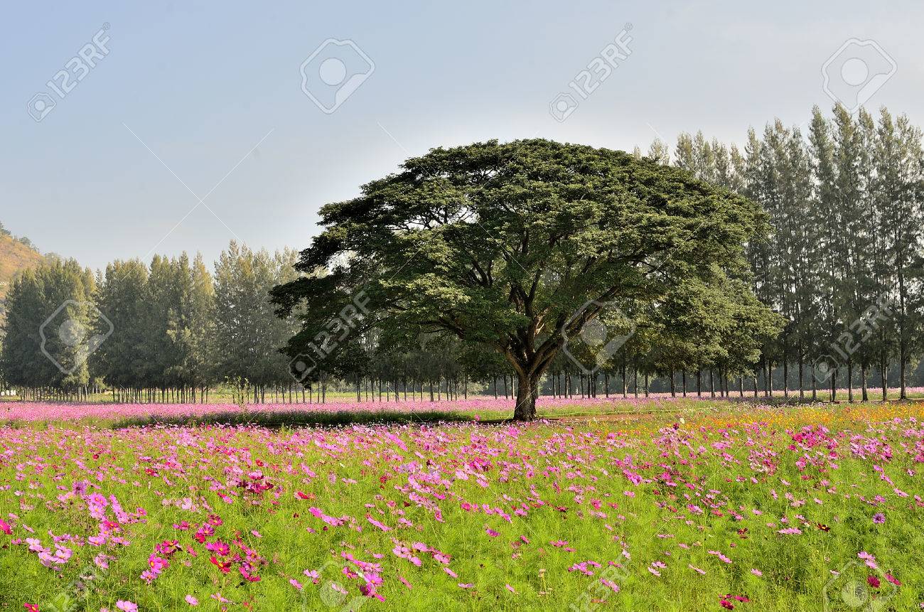 Big Rain Tree In Cosmos Flower Field Stock Photo, Picture and Royalty Free  Image. Image 34907750., image size:1300x861