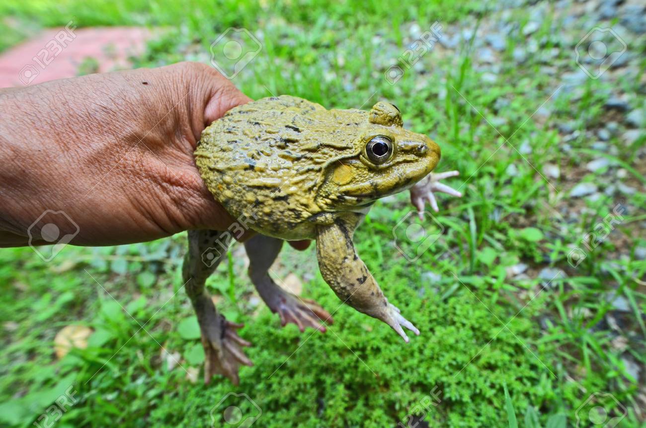 手で黄色のカエルの美しい目 の写真素材 画像素材 Image 手で黄色のカエルの美しい目 の写真素材 画像素材 Image
