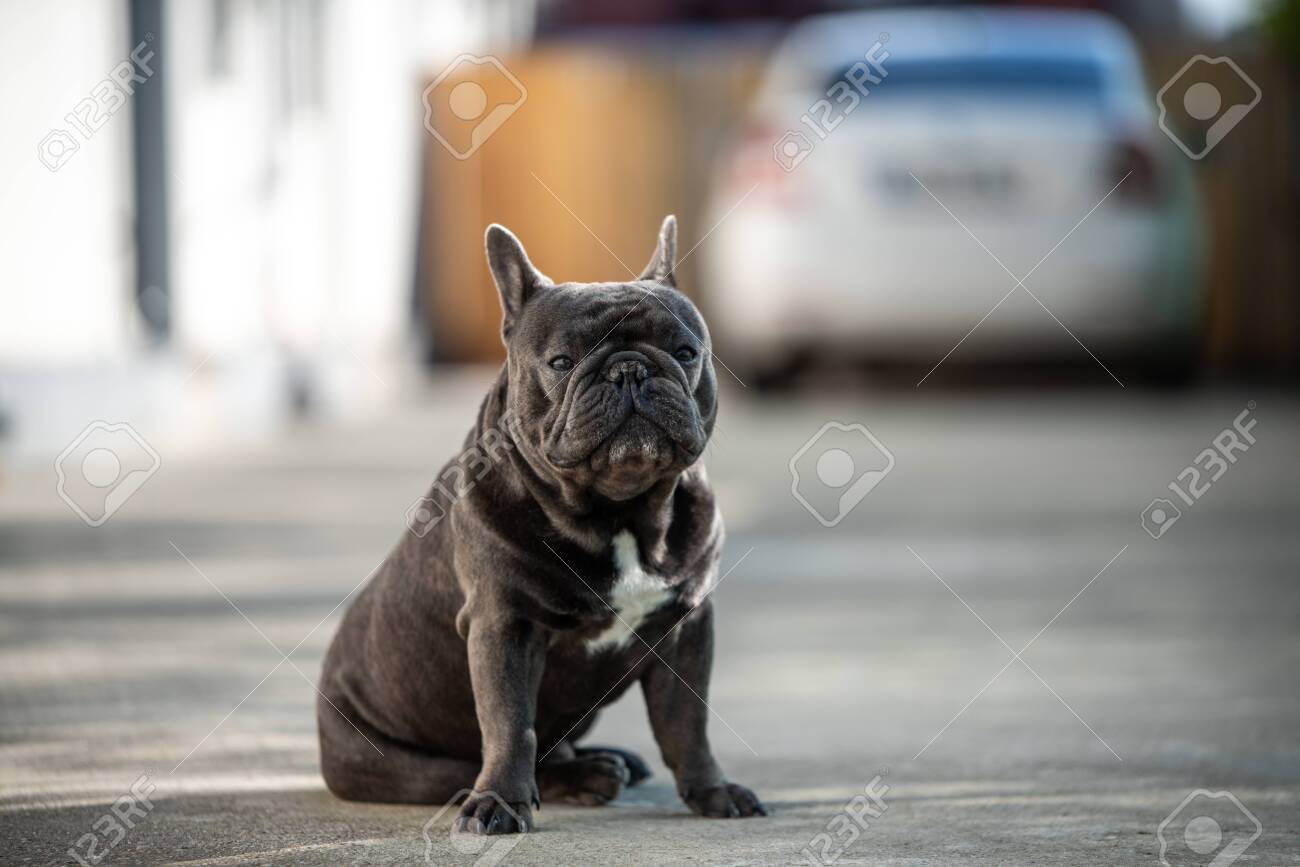 french bulldog house