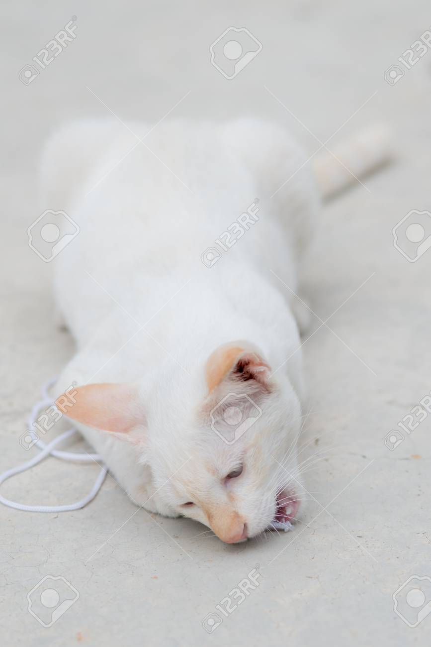 リボンを少し猫プレイ の写真素材 画像素材 Image