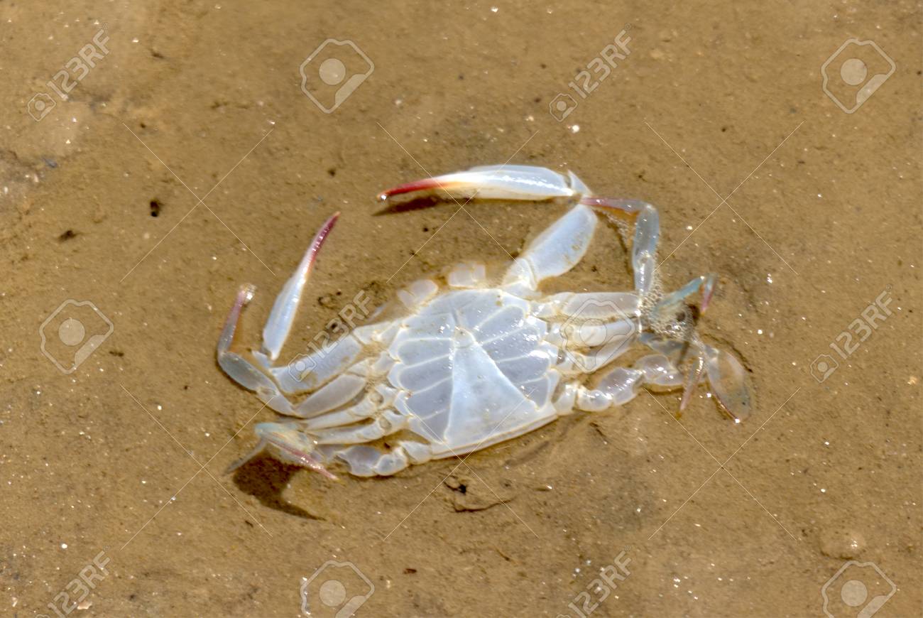 Soft Shell Crab On The Beach. Stock Photo, Picture and Royalty Free Image.  Image 102190187.