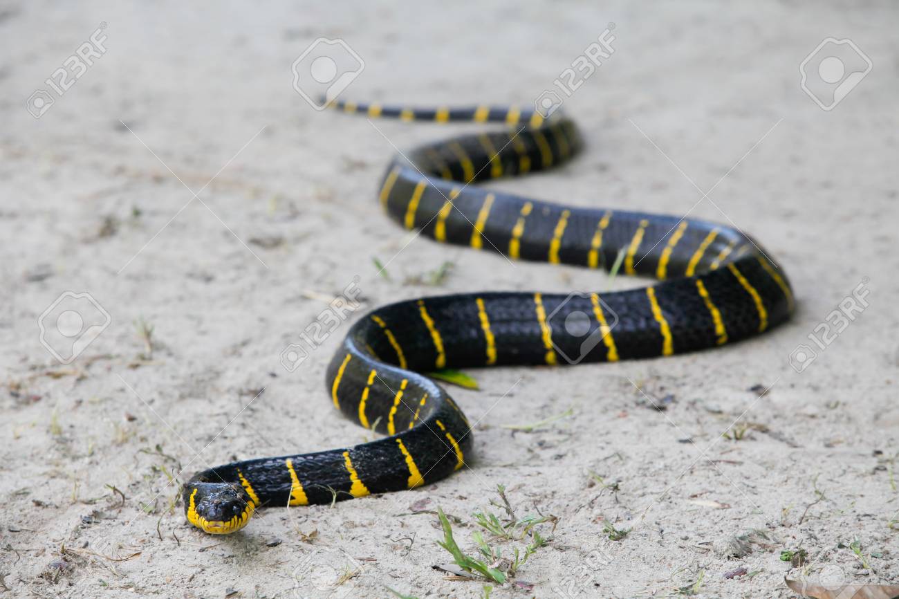Close up of Mangrove snake creeping on white sand - 92205243 Close up of Mangrove snake creeping on white sand - 92205243