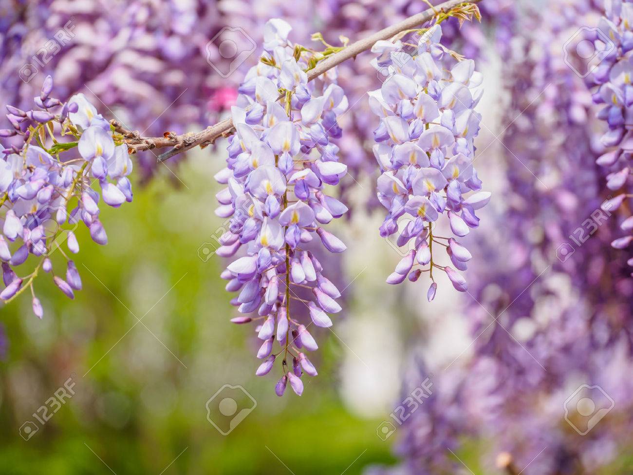 藤の花 春の花シリーズ の写真素材 画像素材 Image 藤の花 春の花シリーズ の写真素材 画像素材 Image