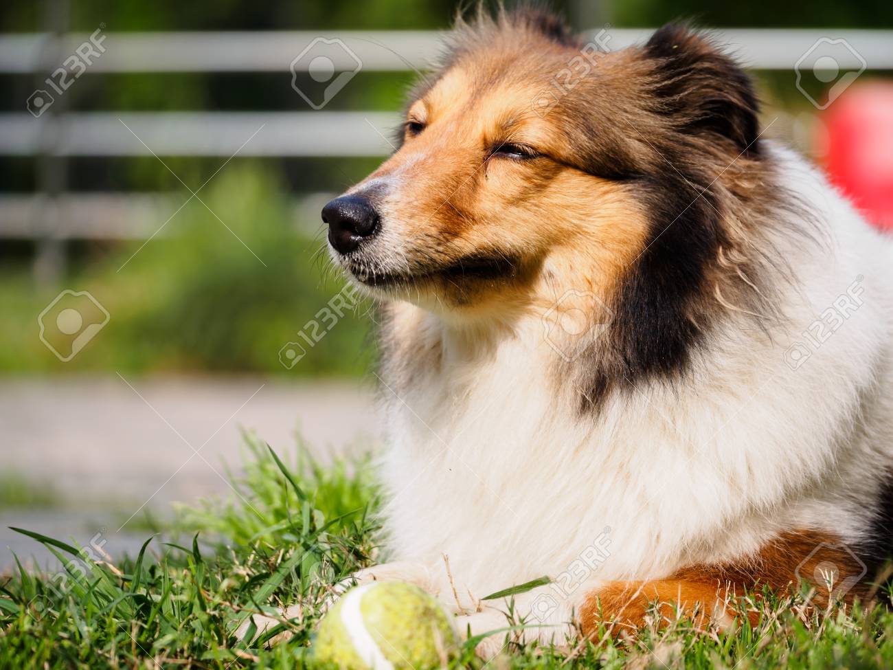 Chien Berger Des Shetland Colley Sourire à Grande Bouche Elle Attendait Balle Récupération