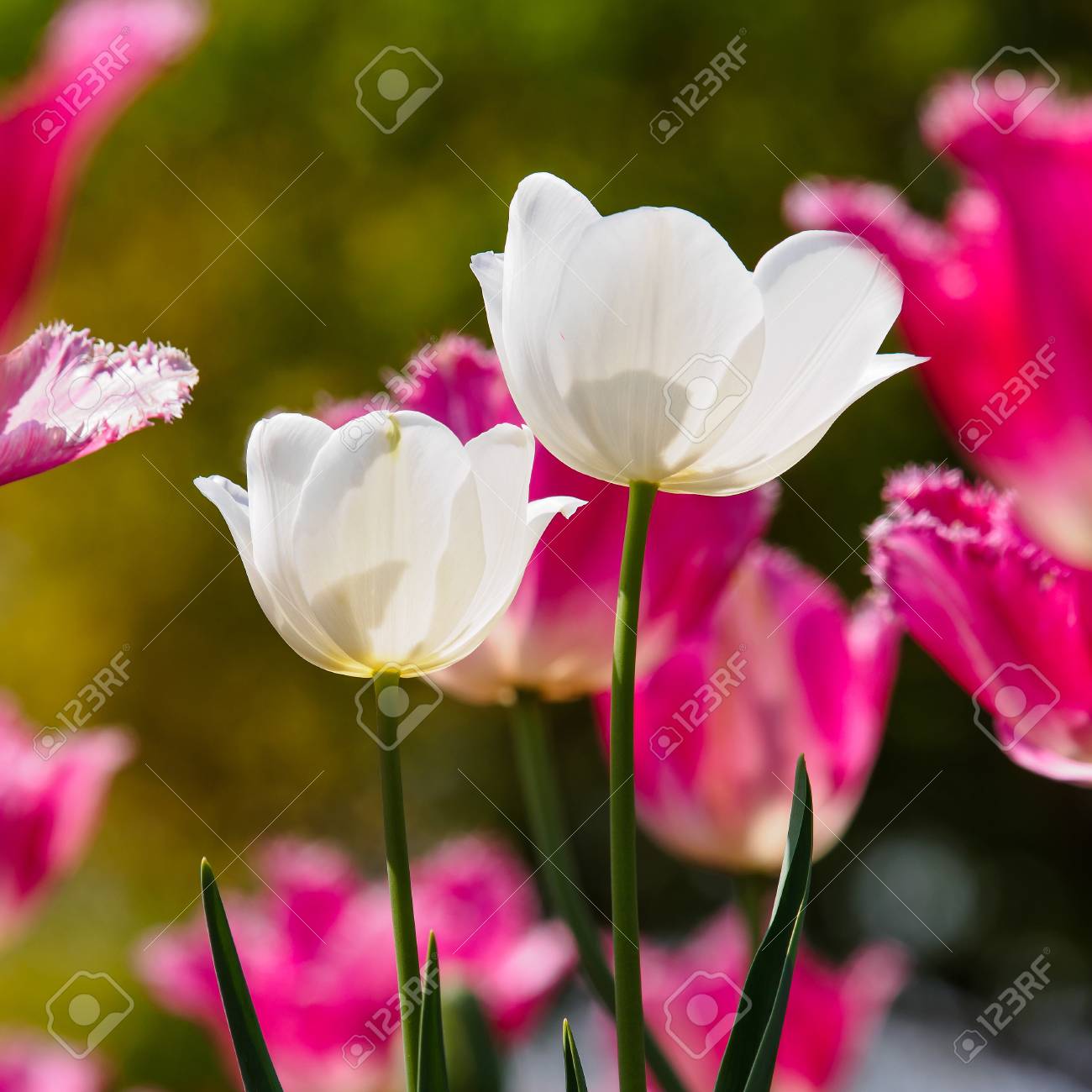 Immagini Stock Serie Fiori Di Primavera Tulipani Bianchi Tra Tulipani Rosa Sfondo E Morbido Image 28010121