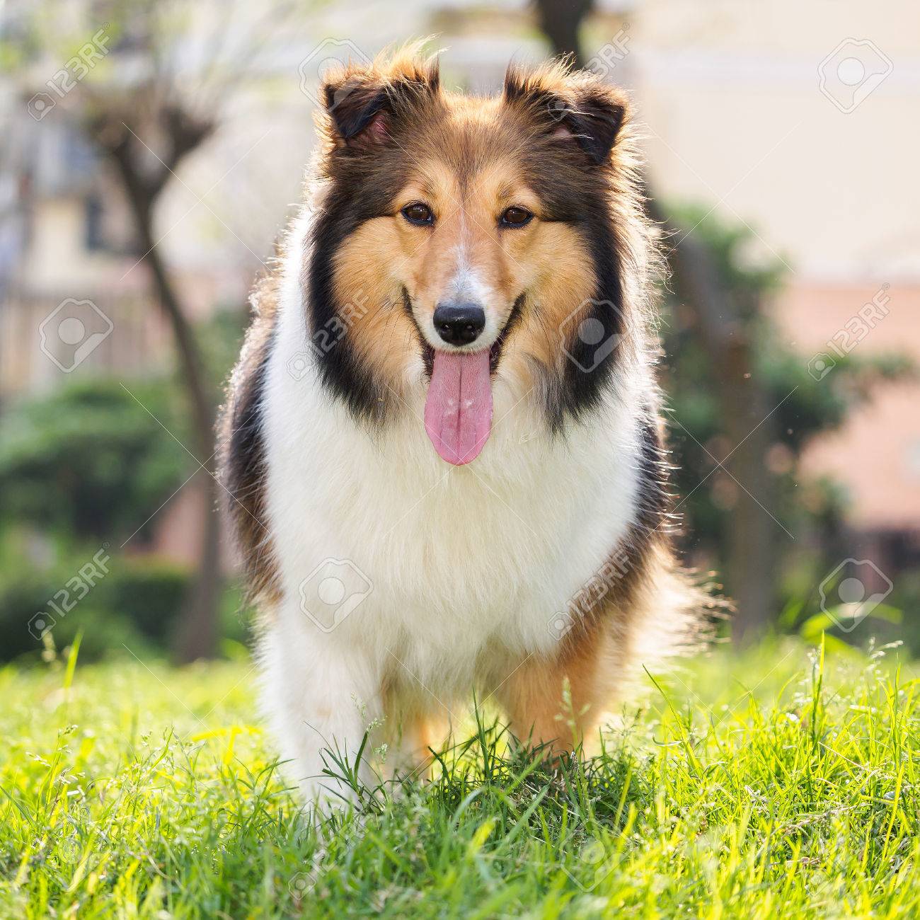 big collie dog
