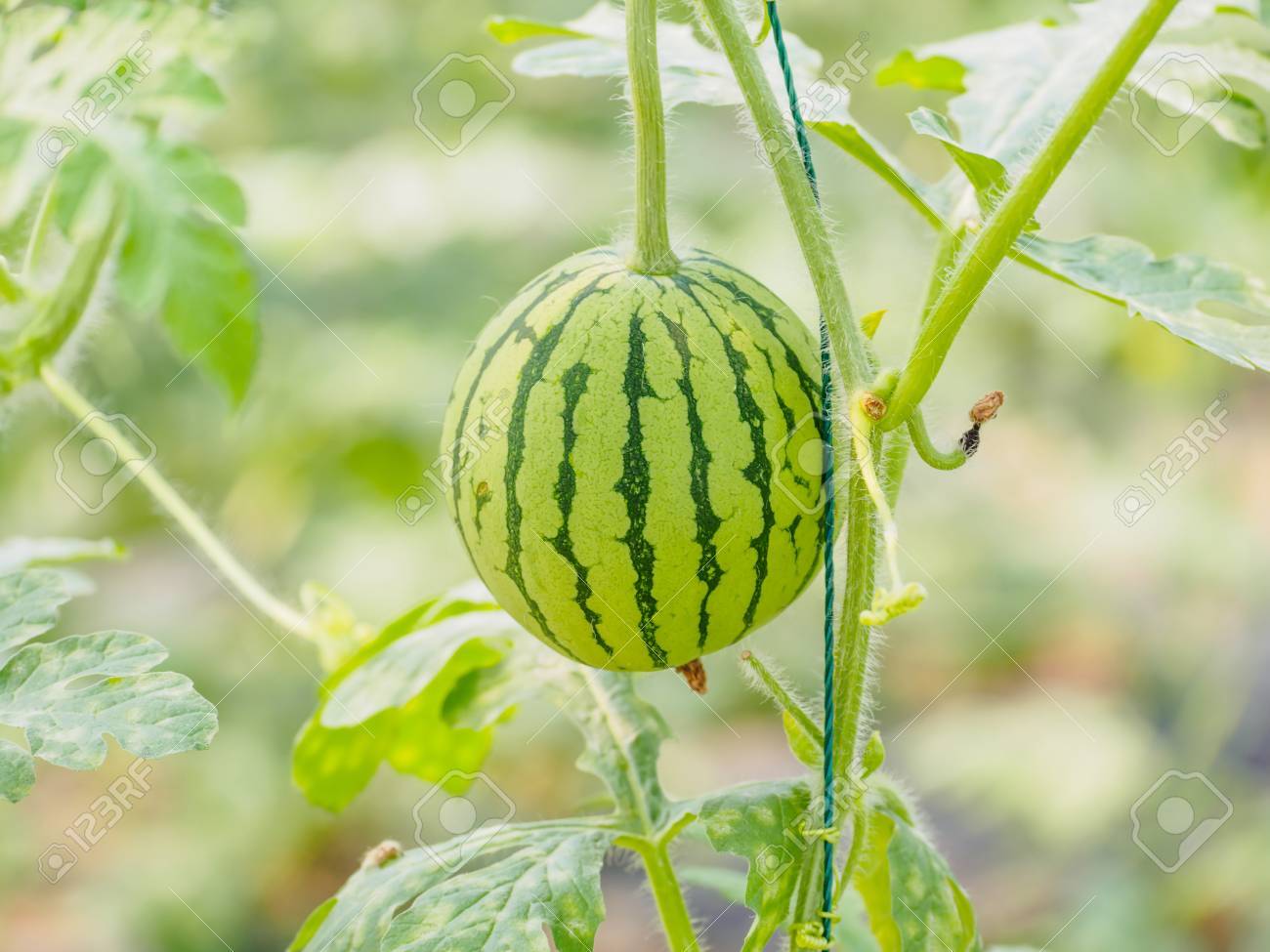 有機農業 新しいアプローチが 温室でツルにぶら下がっているスイカを植えるスイカ の写真素材 画像素材 Image