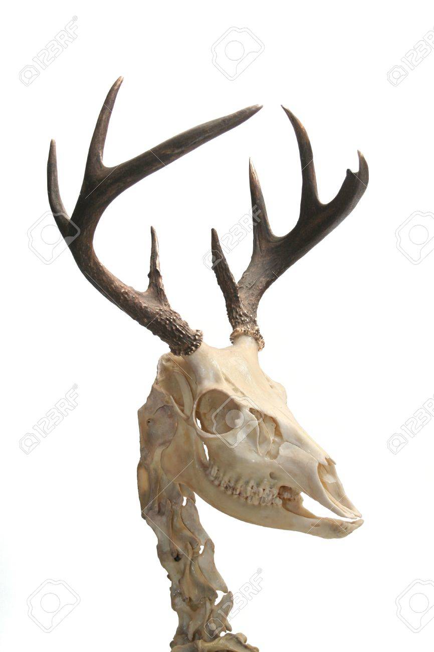 Skeleton Of A White-tailed Deer. Stock Photo, Picture and Royalty Free  Image. Image 2778793., image size:866x1300