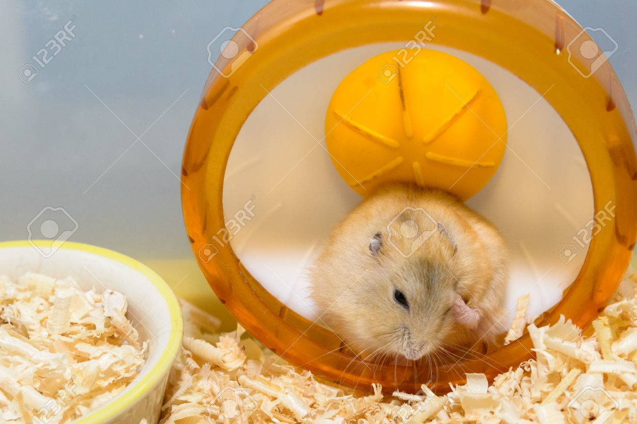 cute hamster toys