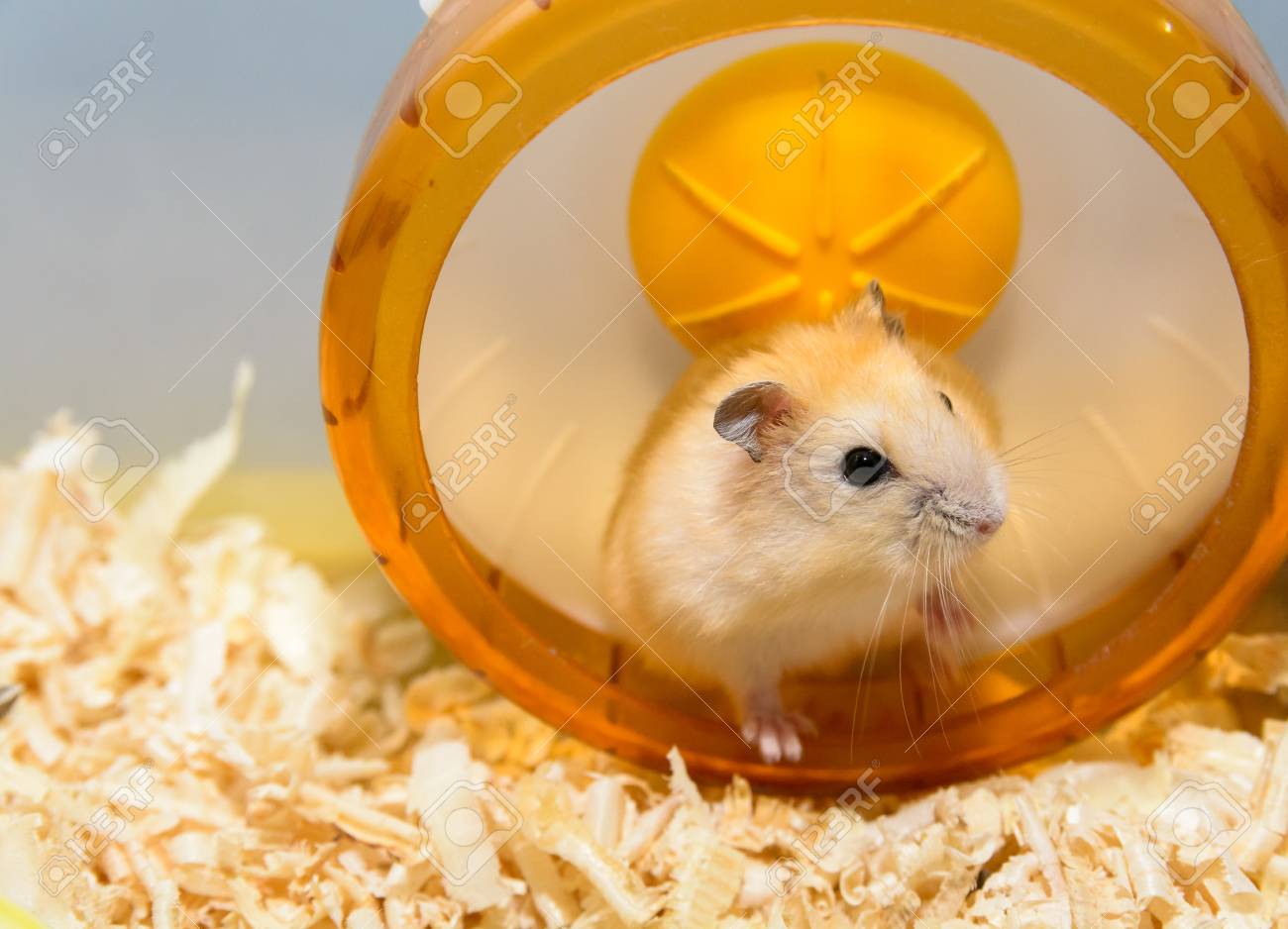 cute hamster toys