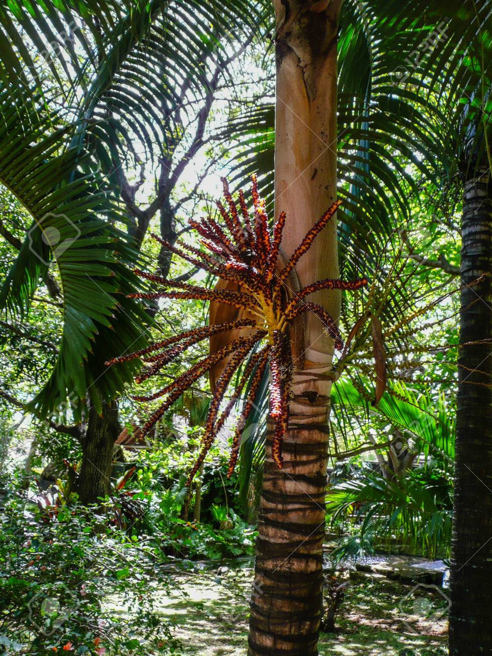 wild palm tree flower