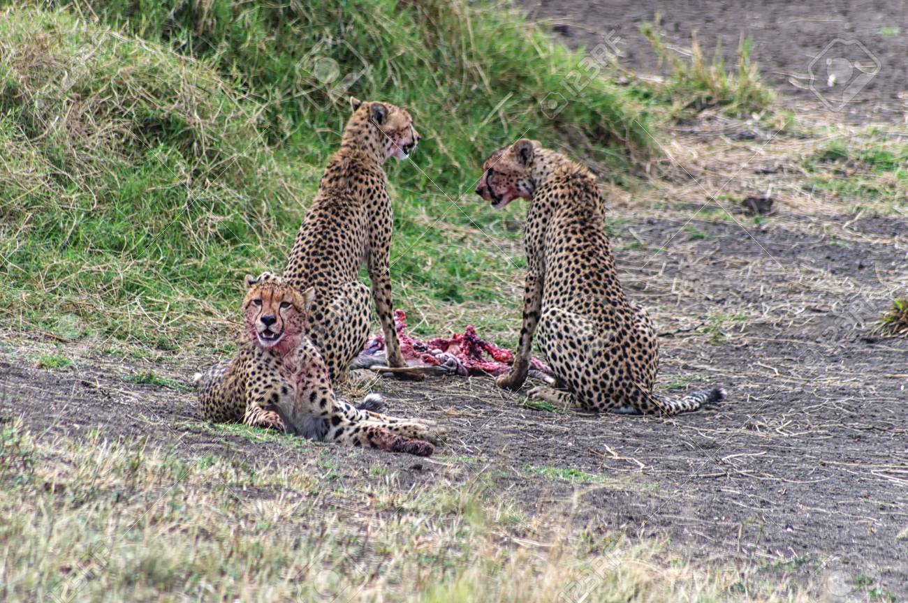 etiam-dictum-ipsum-a-felis