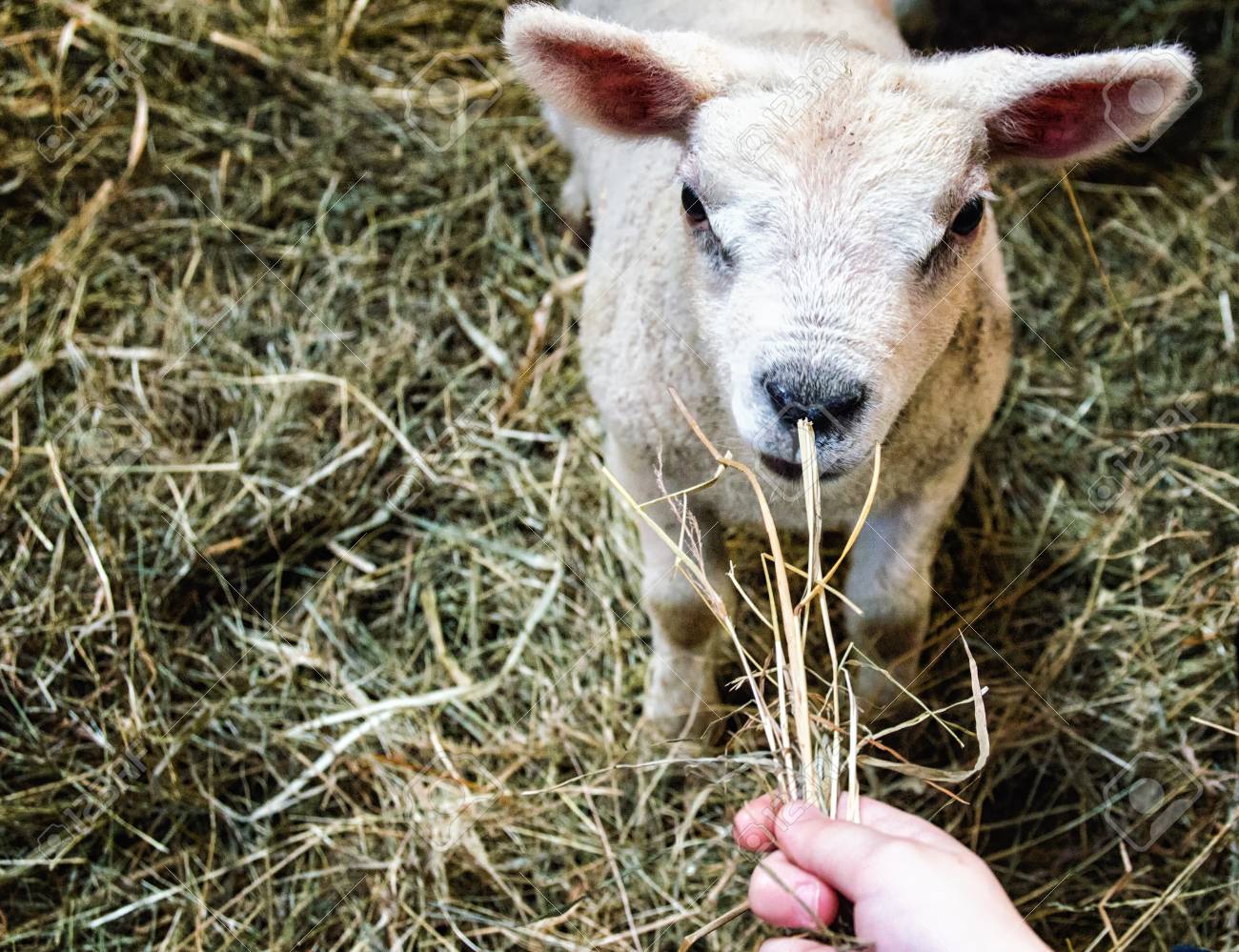 etiam-dictum-ipsum-a-felis