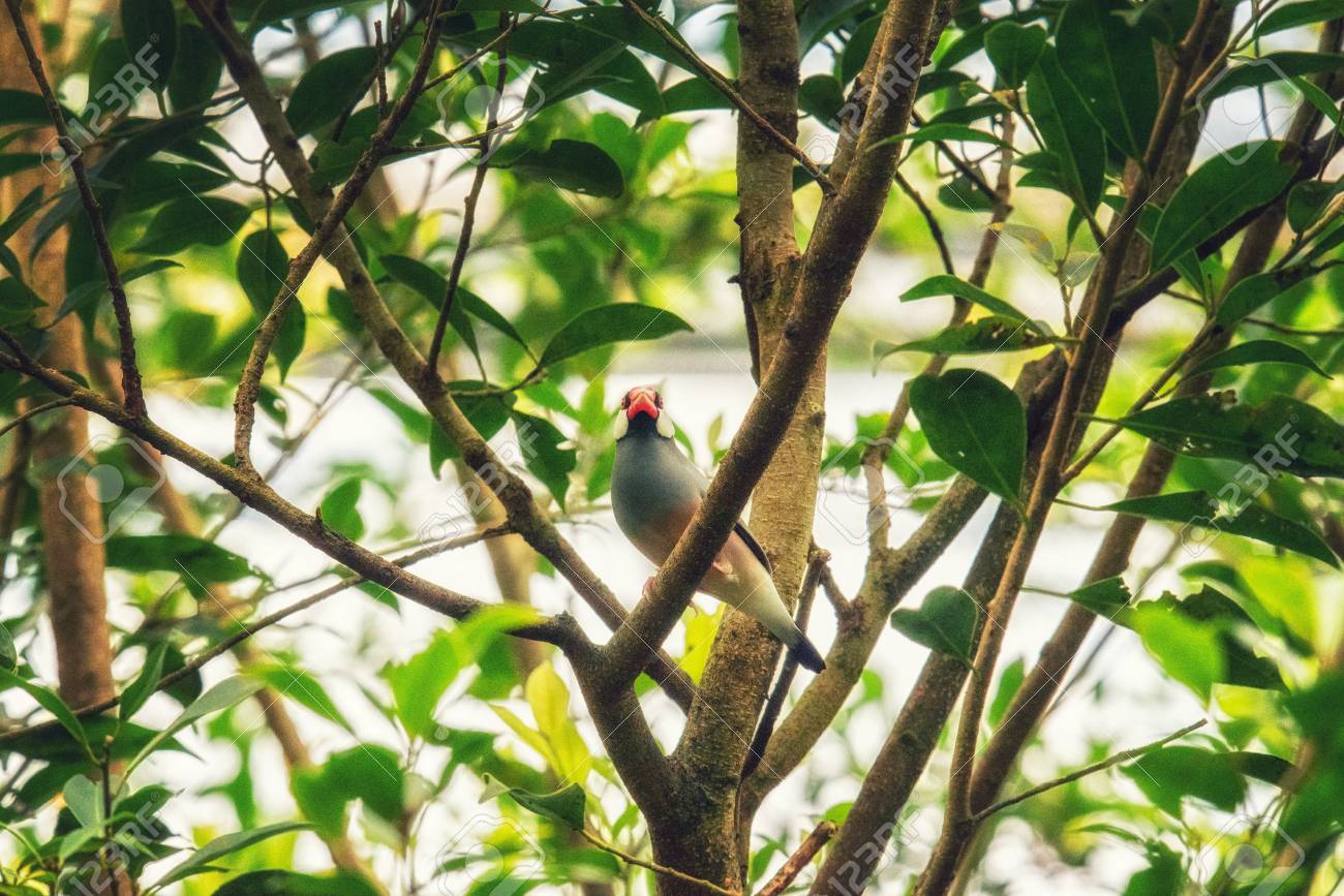 etiam-dictum-ipsum-a-felis