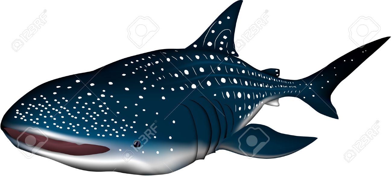 Featured image of post Whale Shark Clipart We offer you for free download top of whale shark clipart pictures