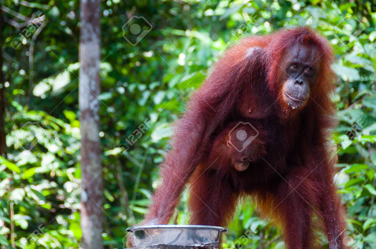 ボルネオ島 カリマンタン タンジュン 配置 インドネシアのジャングルの中で赤ちゃんと女性のオランウータン動物 の写真素材 画像素材 Image