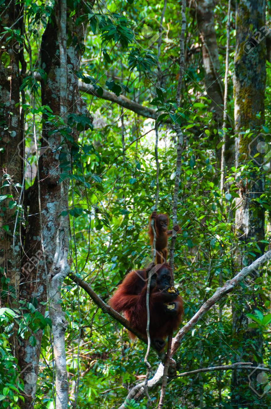 インドネシア タンジュン 配置 ボルネオ島 カリマンタン ジャングルの木の上に座って赤ちゃんと母オランウータン の写真素材 画像素材 Image