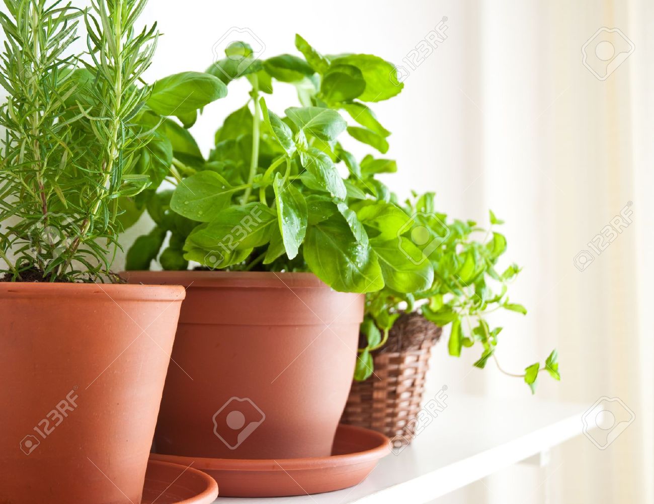 Three pots of herbs: Rosemary, Basil and Mint - 9289906 Three pots of herbs: Rosemary, Basil and Mint - 9289906