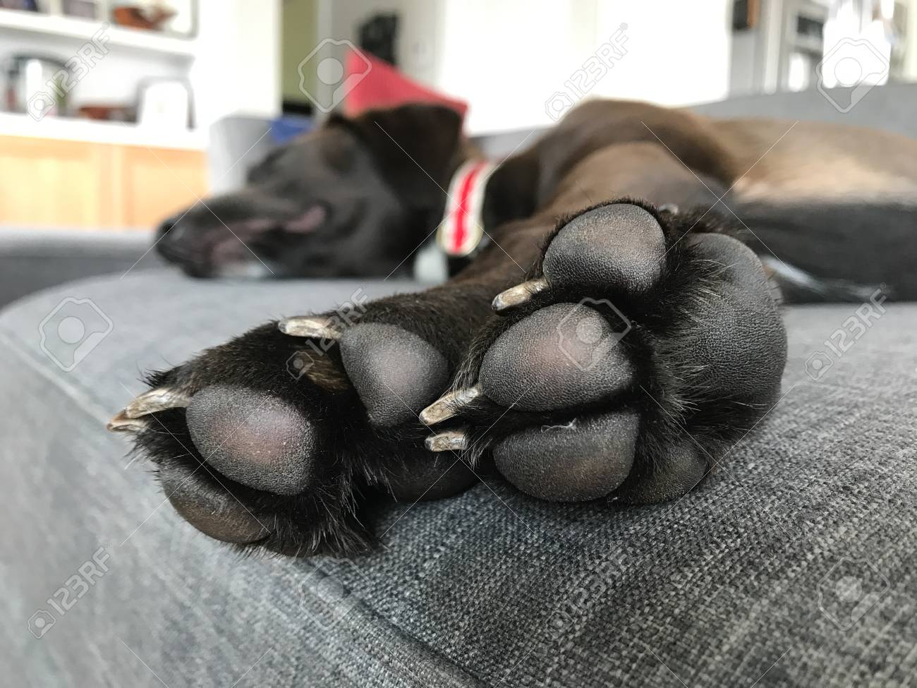 labrador paw pads