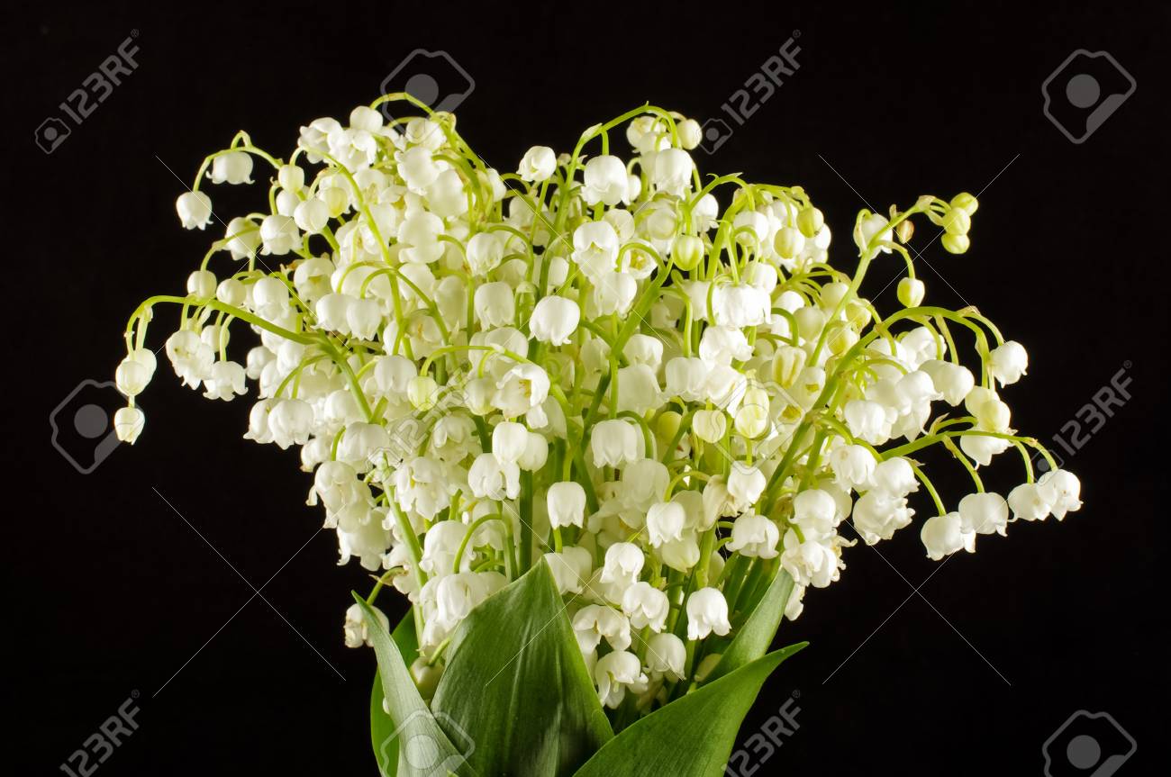 スズランの花をクローズ アップ の写真素材 画像素材 Image