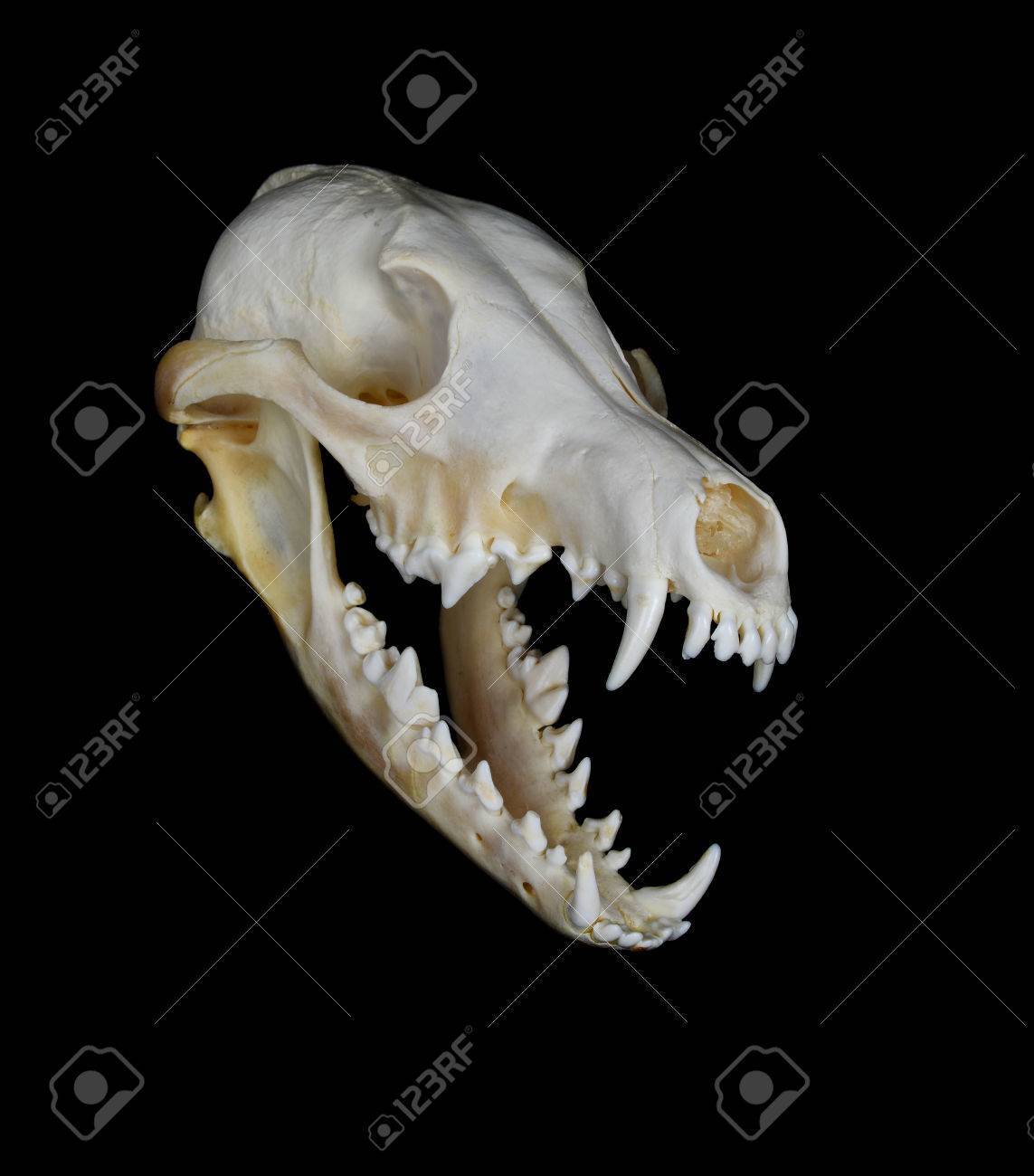 高品質！ コヨーテの頭骨 即納☆ 高品質！ コヨーテの頭骨 - 頭骨・骨格標本・剥製販売 【Core-Box】