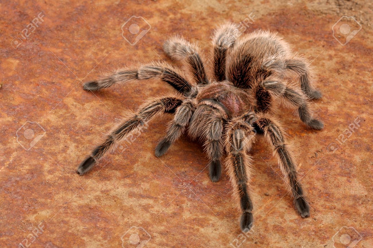 Grammostola Rosea他 Www Uplast Com Tr