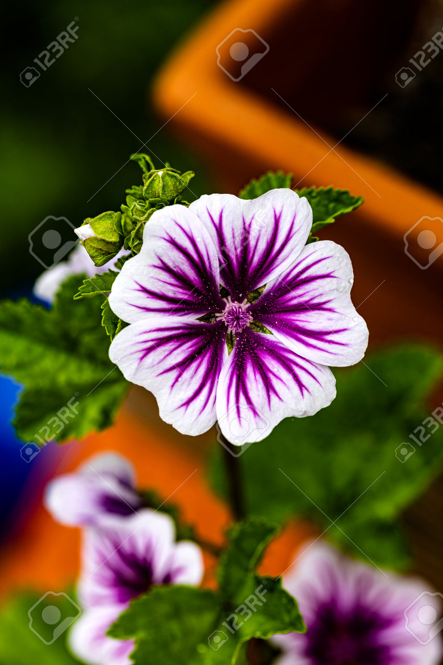 etiam-dictum-ipsum-a-felis