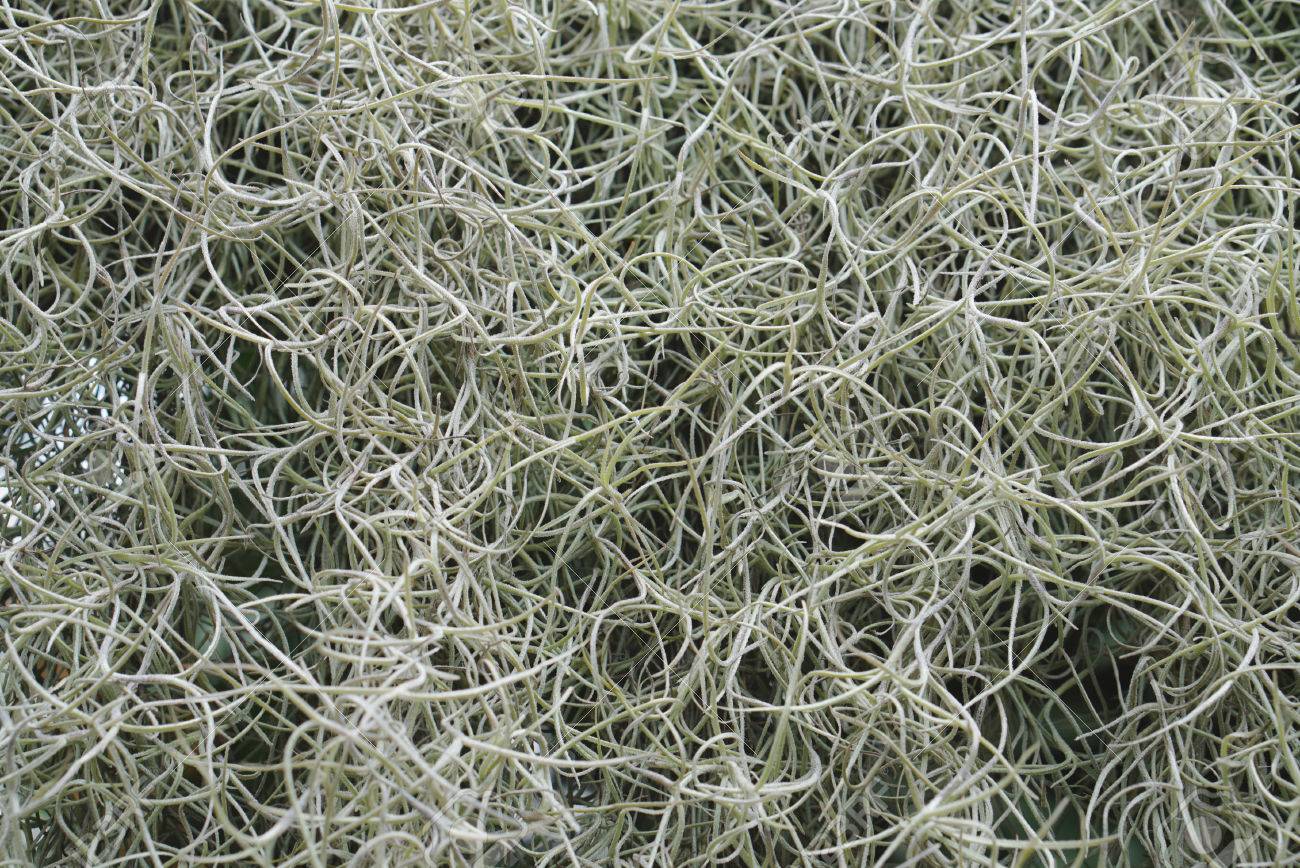 Close Up Detail For Spanish Moss Texture Stock Photo, Picture And Royalty  Free Image. Image 36976142.