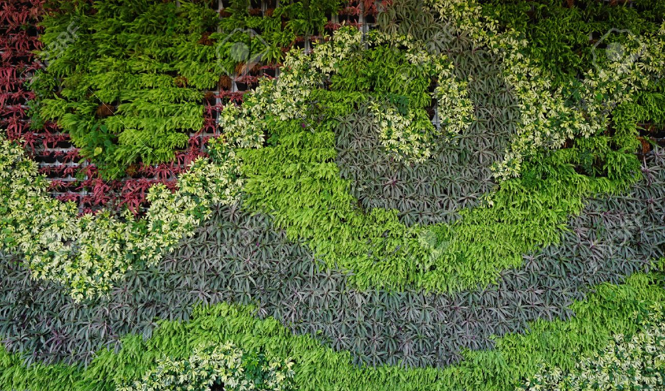 variety of plants in