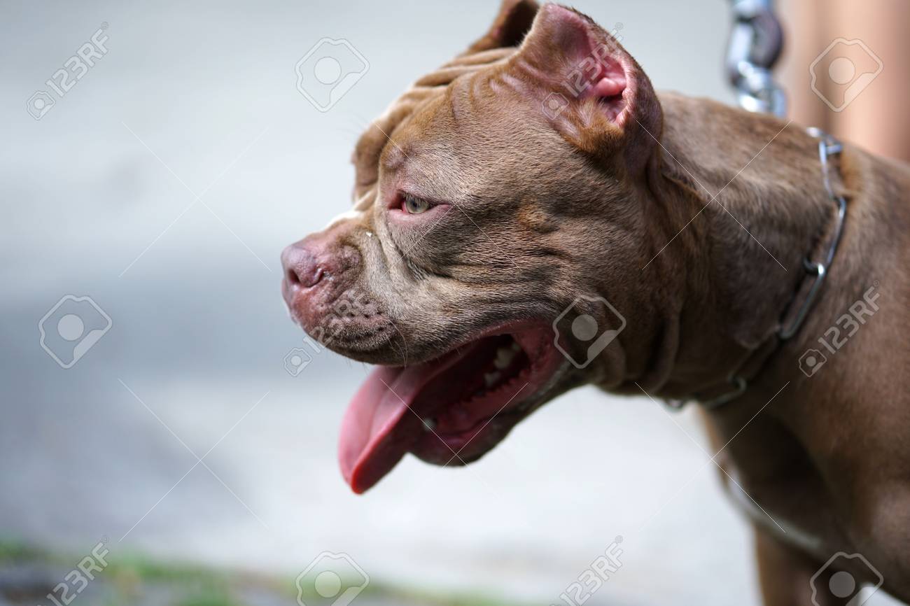 Head Shot Of The Red Nose Pitbull Dog 