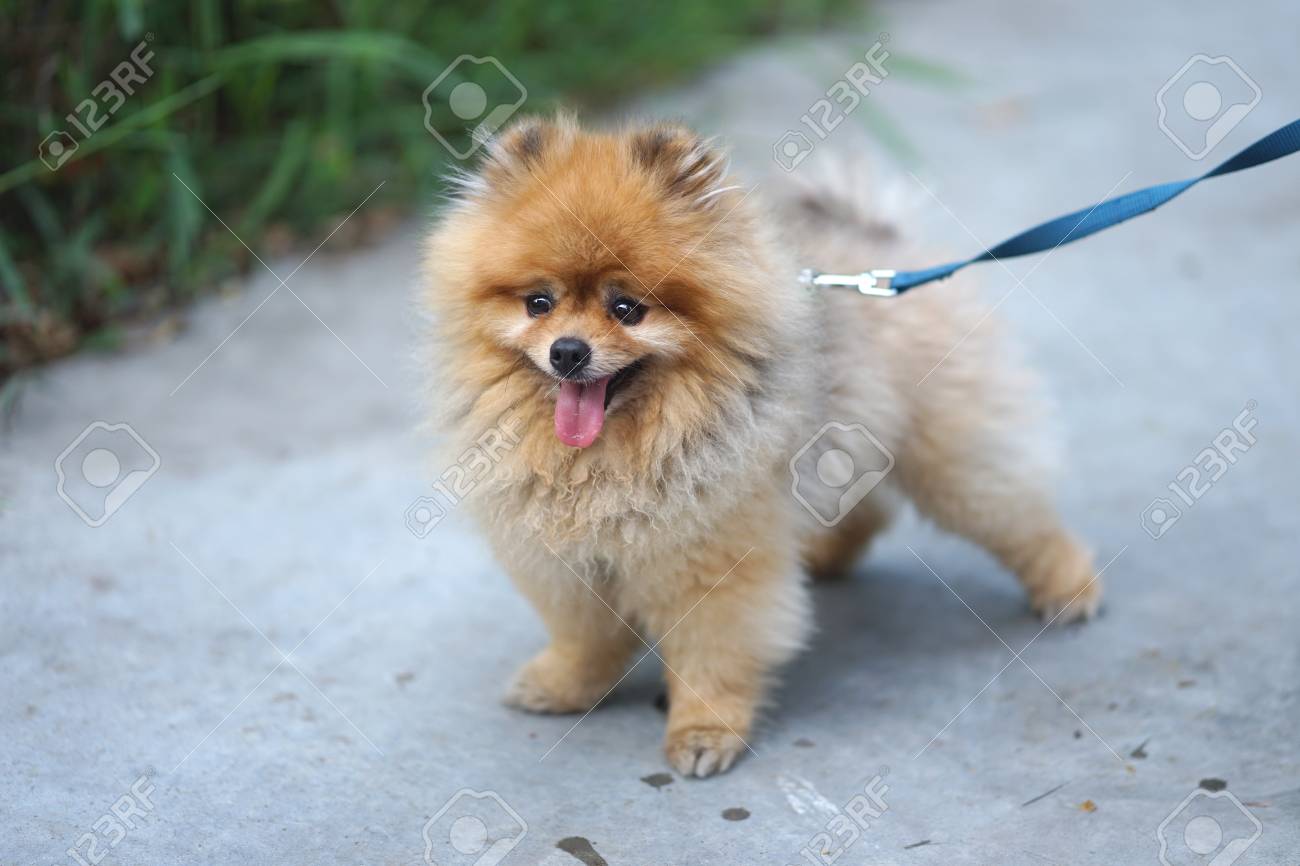 Dog Brown Pom Poms Stock Photo 1143414434