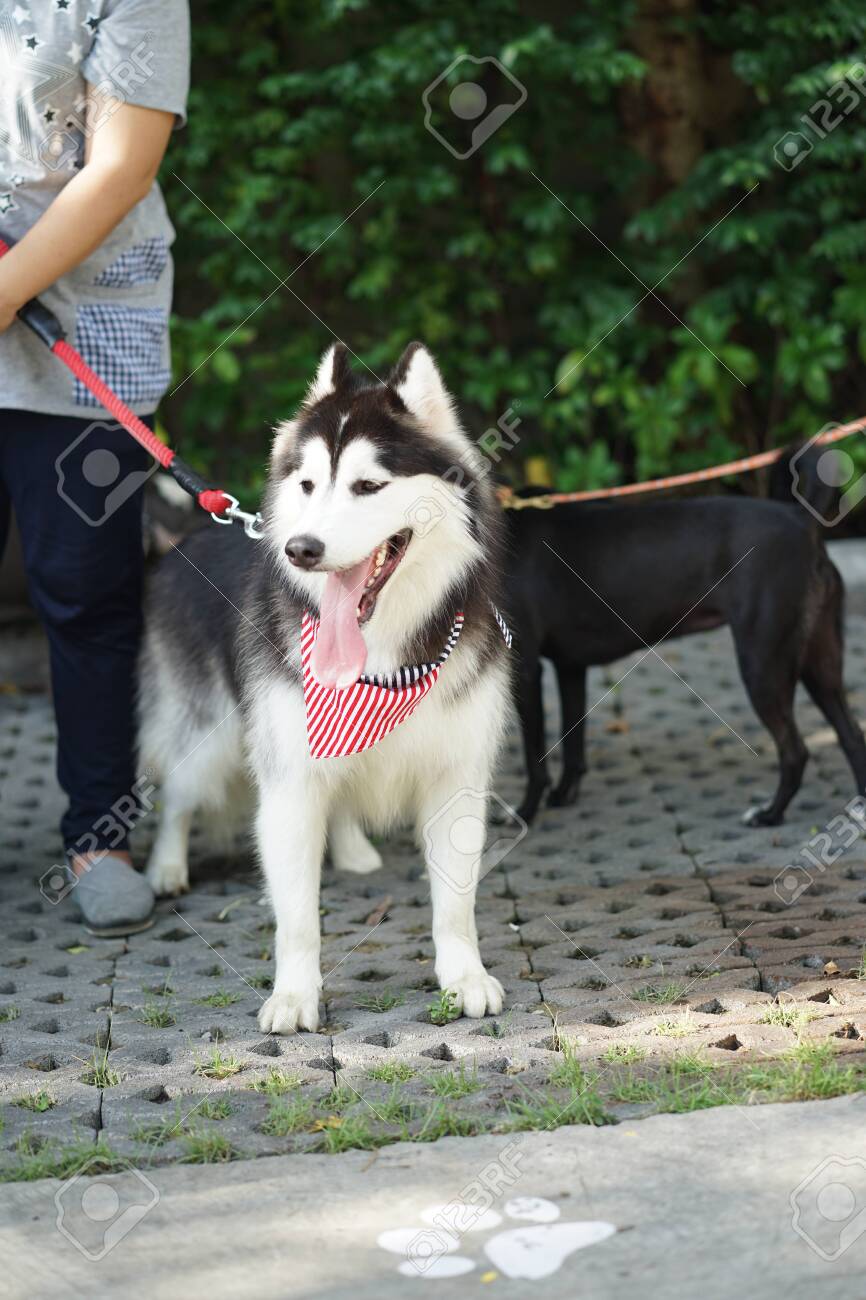 airline approved pet backpack