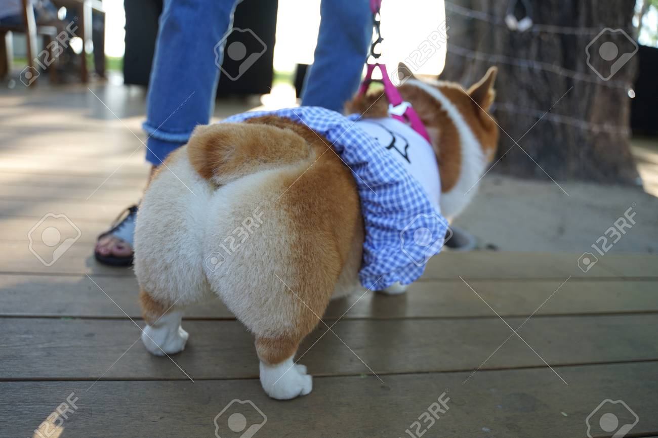 corgi dog clothes