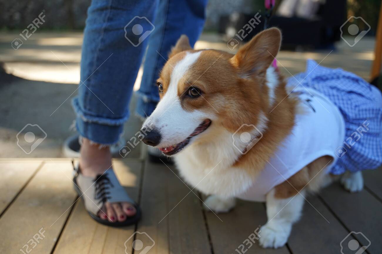 corgi dresses