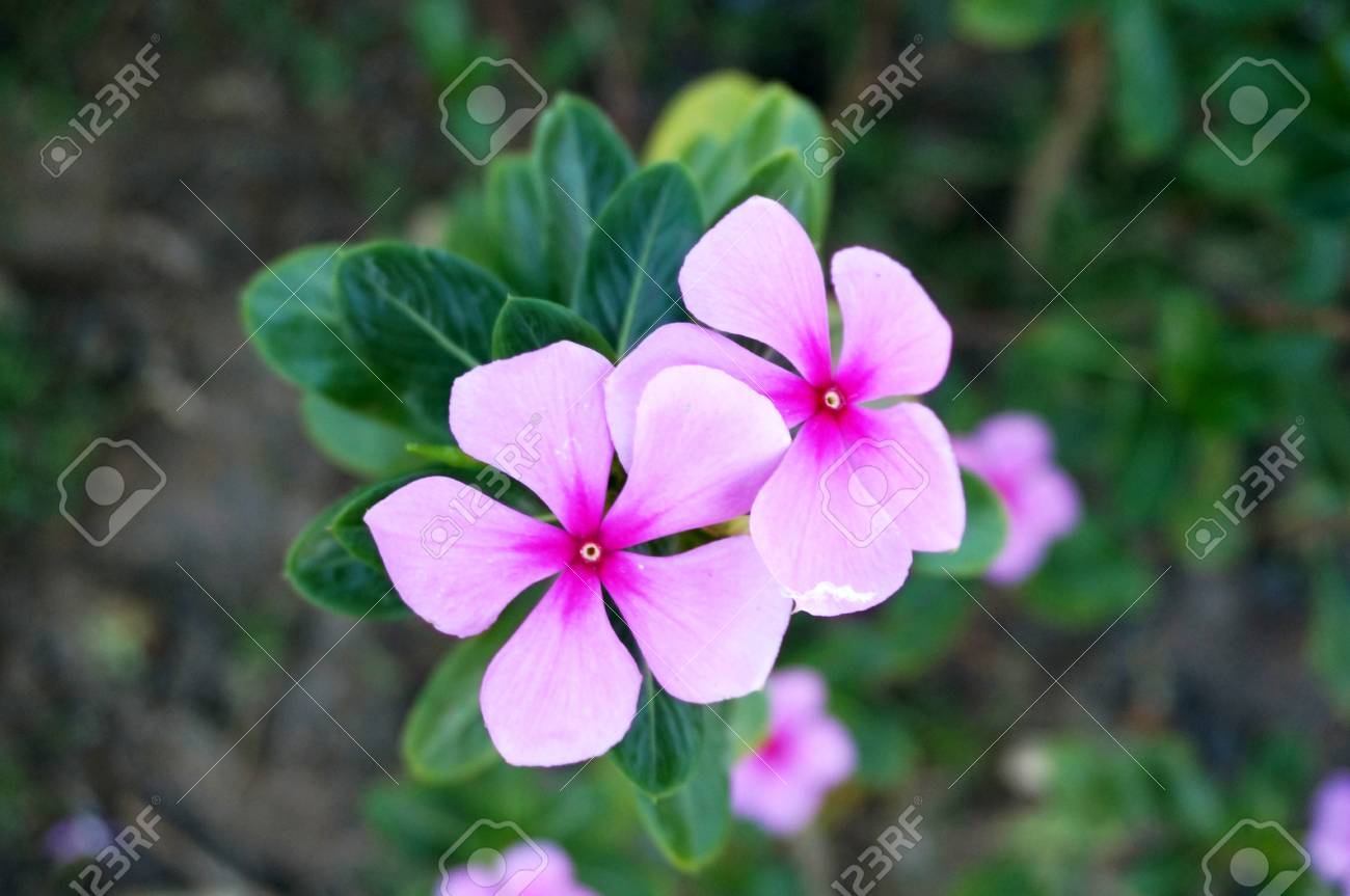photo of purple vinca flowers catharanthus roseus and their