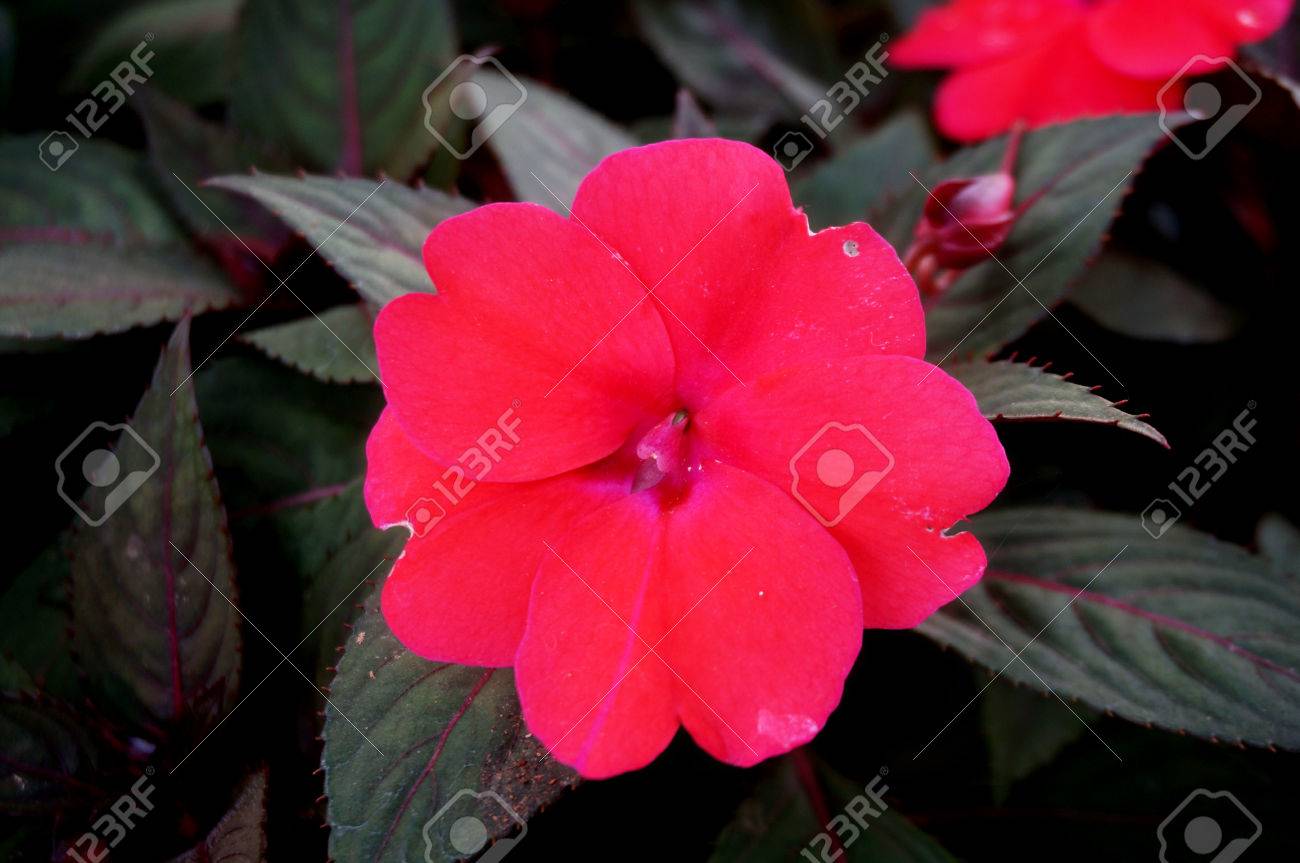 ニューギニア インパチェンスの背景の花 インパチェンス Hawkeri W Bull ニューギニア雑種 とその葉をクローズ アップ の写真素材 画像素材 Image