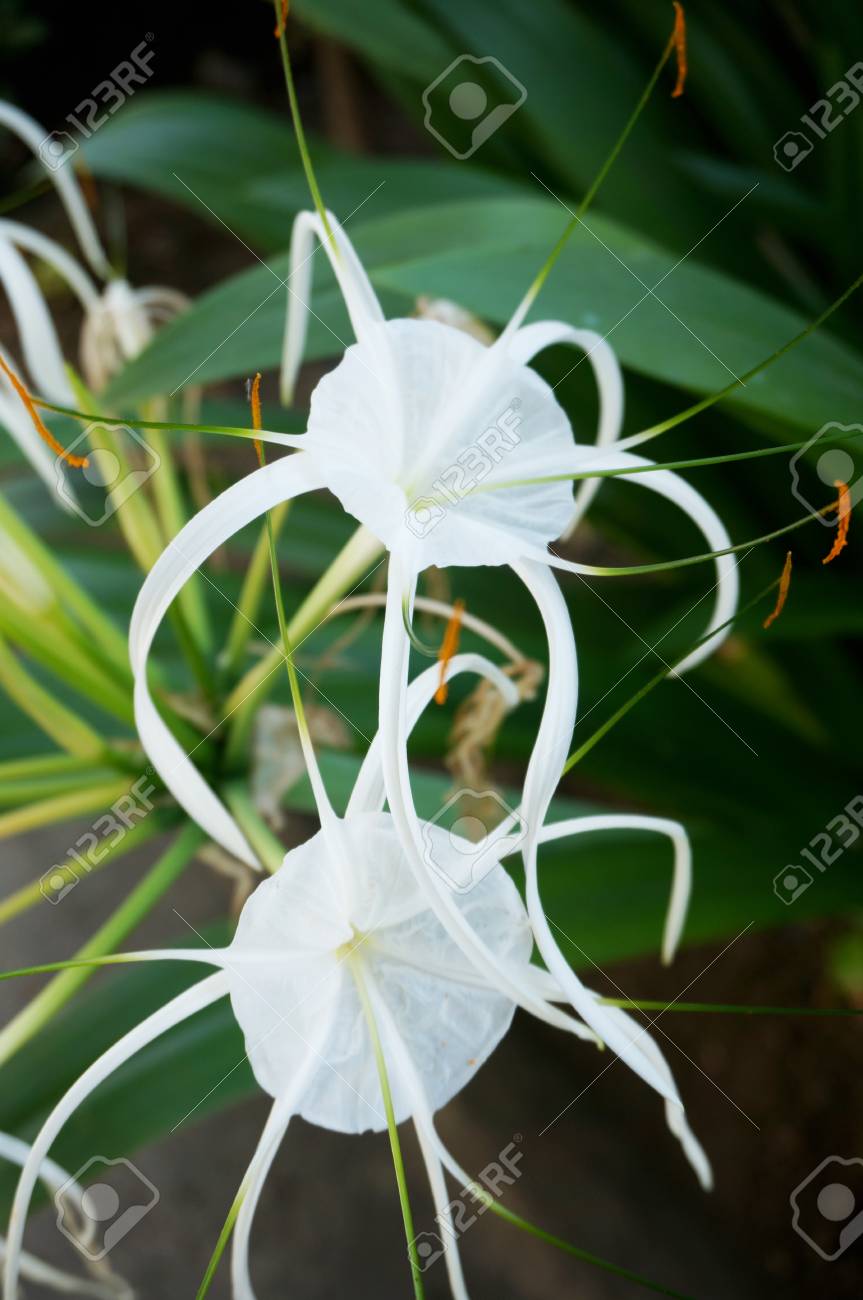 Fondo De Grupo De Flores Blancas Lirio Araña (hymenocallis Littoralis, Cabo Lily, Bulbo De Veneno) Y Sus Hojas, De Cerca Fotos, Retratos, Imágenes Y Fotografía De Archivo Libres De Derecho. Image 70543112. Fondo De Grupo De Flores Blancas Lirio Araña (hymenocallis Littoralis, Cabo Lily, Bulbo De Veneno) Y Sus Hojas, De Cerca Fotos, Retratos, Imágenes Y Fotografía De Archivo Libres De Derecho. Image 70543112.