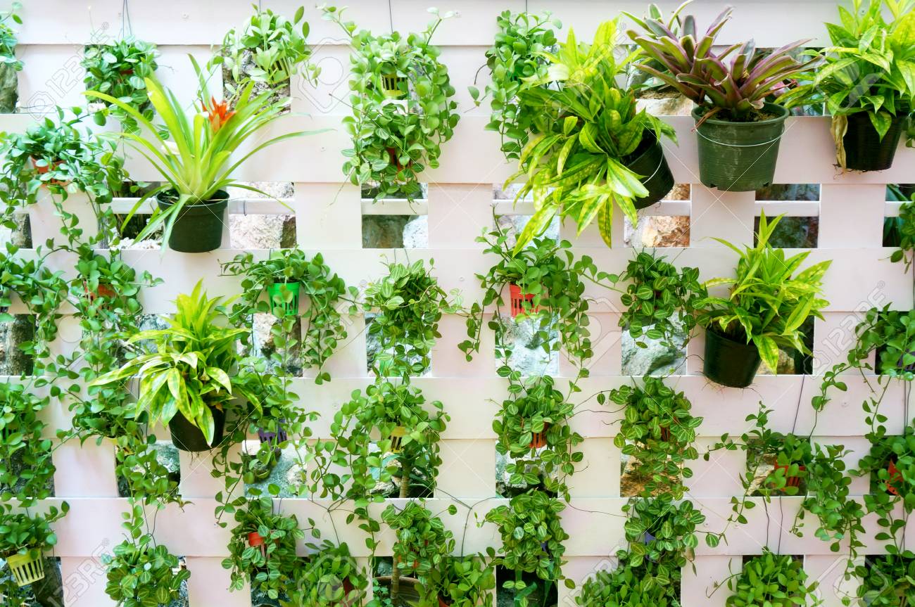 Vertikale Garten Auf Weissem Holz Latte Wand Textur Hintergrund Lizenzfreie Fotos Bilder Und Stock Fotografie Image 72768027