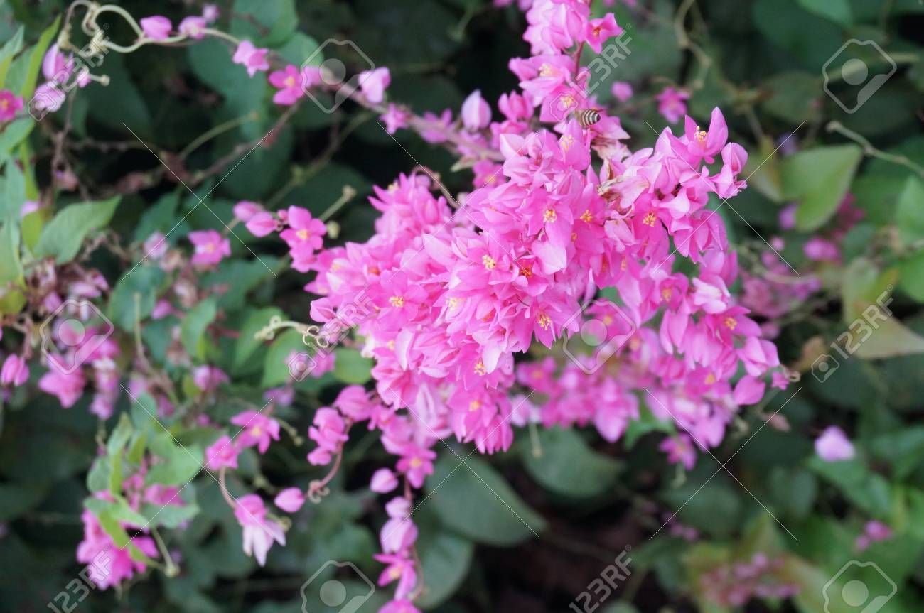 photo of mexican creeper bee bush bride s tears coral vine