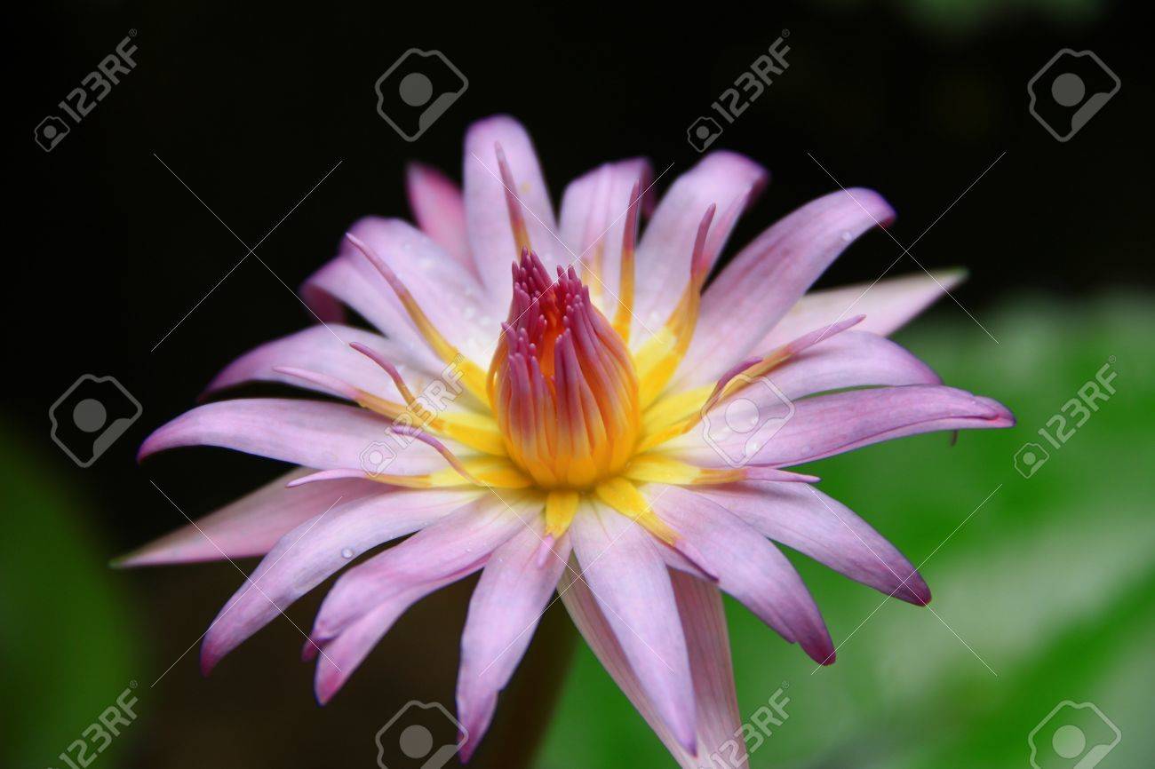 etiam-dictum-ipsum-a-felis