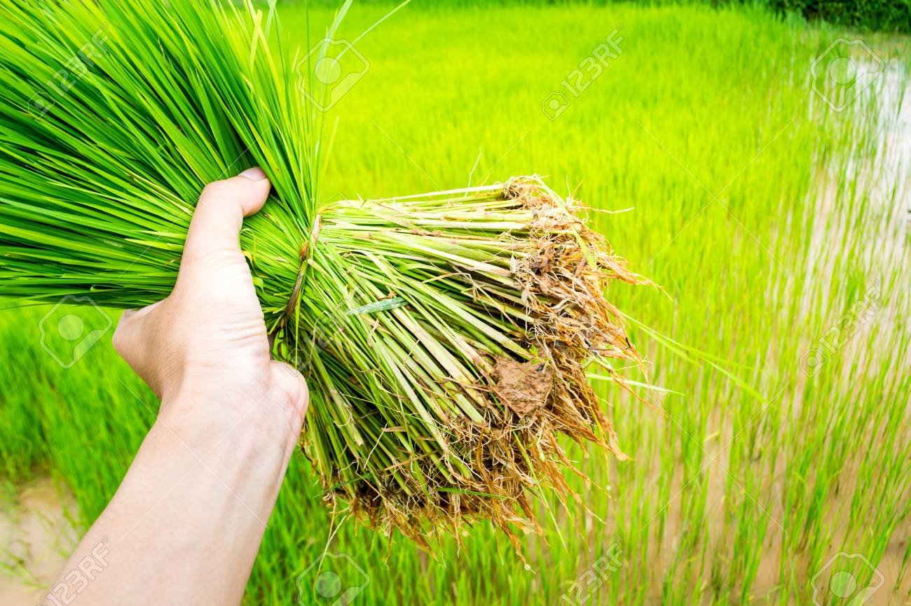 Les Semis De La Culture Du Riz Dans Les Rizieres Banque D Images Et Photos Libres De Droits Image 30676995