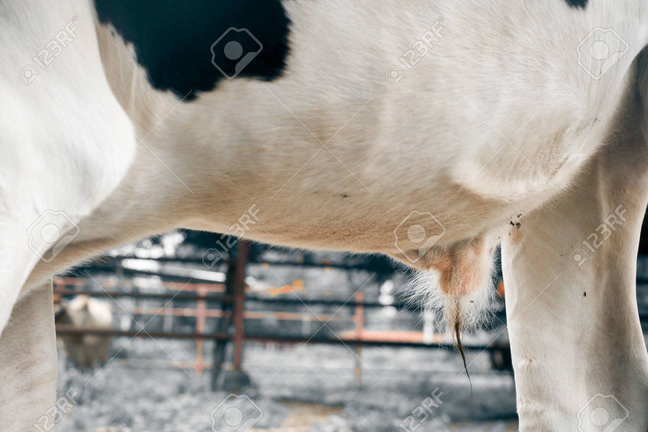 Penis And Testis Of Cow For Agriculture In The Farm Stock Photo, Picture  and Royalty Free Image. Image 41559797.
