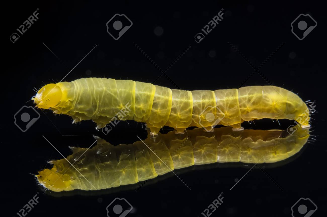 etiam-dictum-ipsum-a-felis