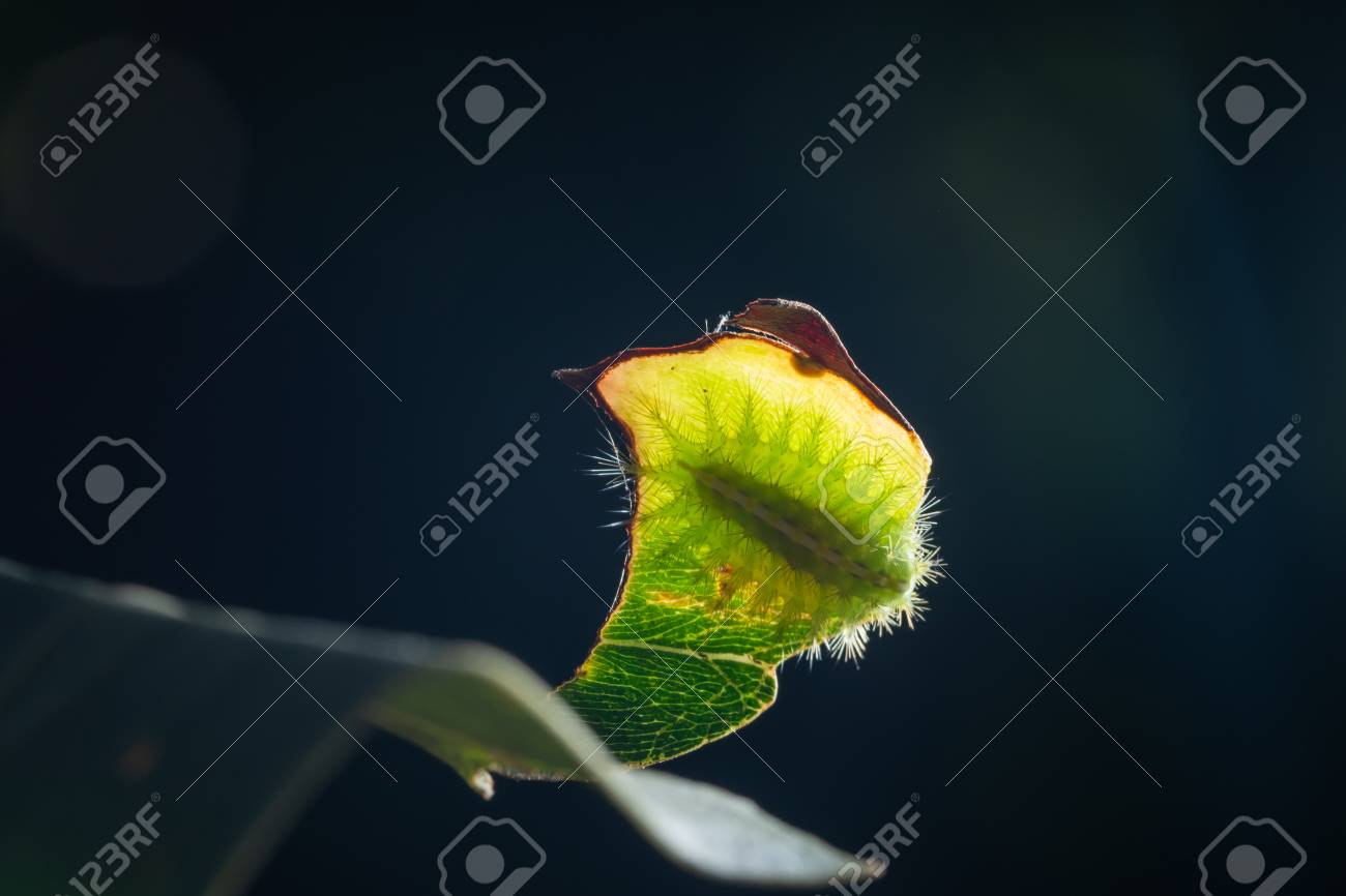 etiam-dictum-ipsum-a-felis