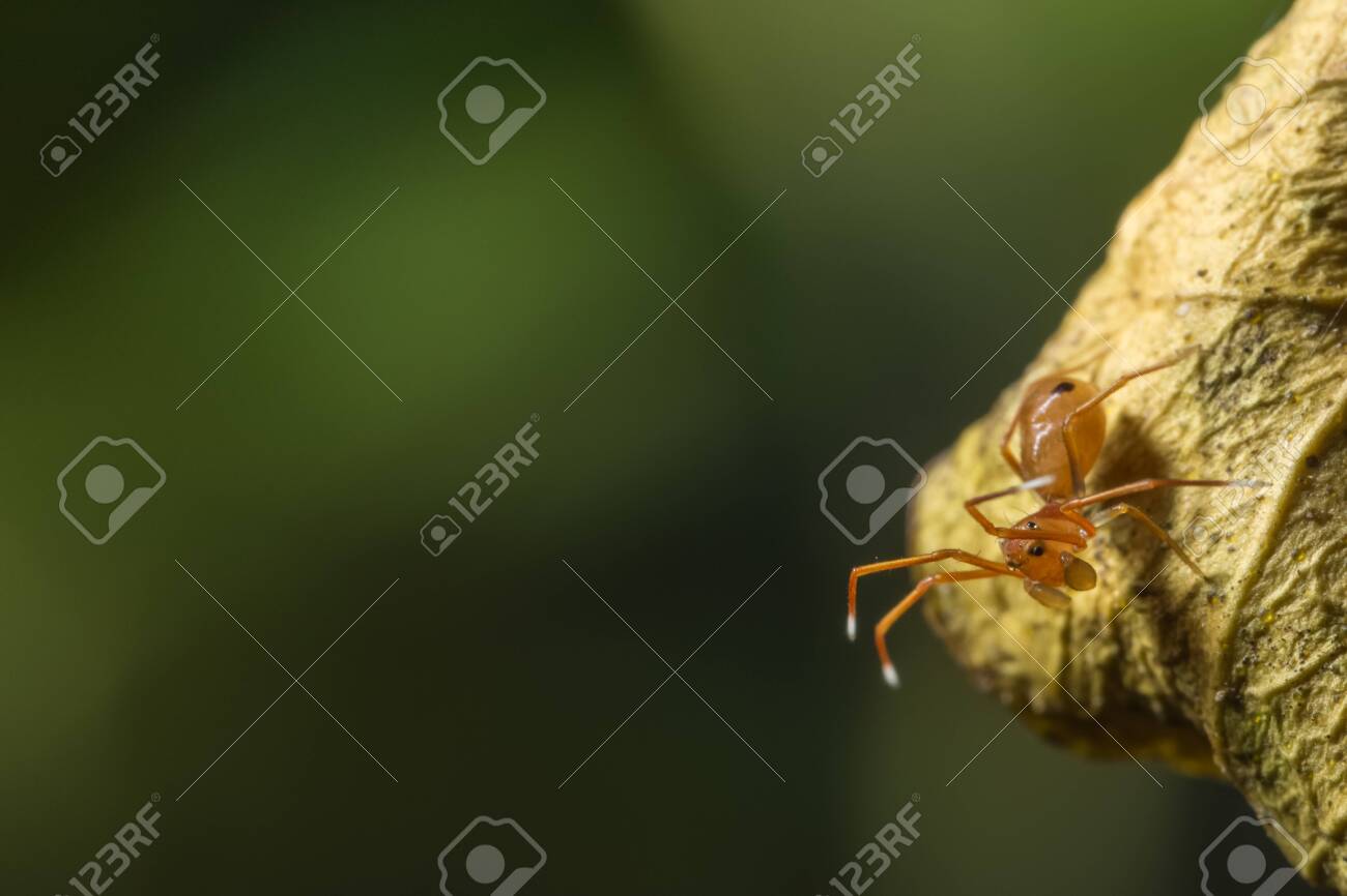 etiam-dictum-ipsum-a-felis