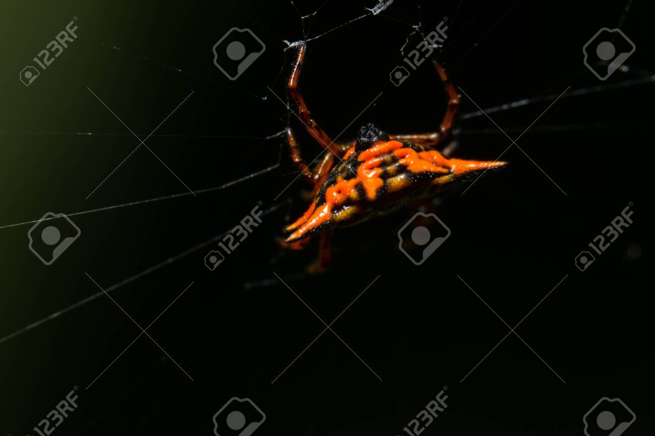 etiam-dictum-ipsum-a-felis