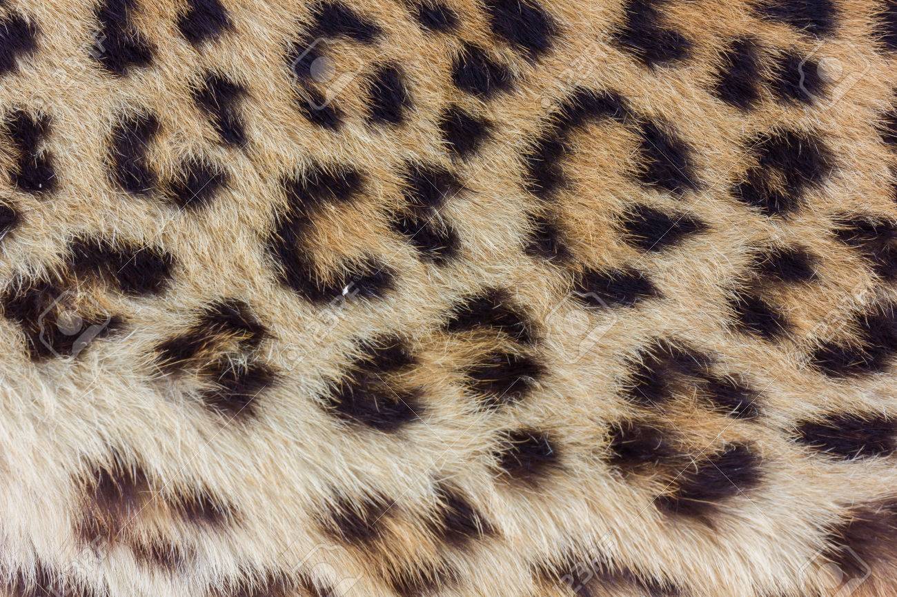 real leopard skin