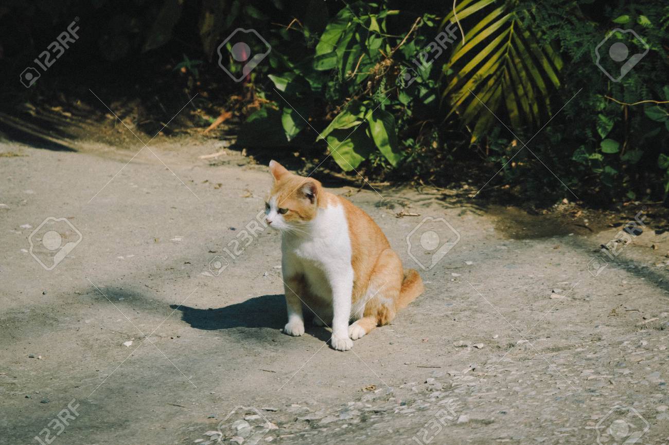 etiam-dictum-ipsum-a-felis